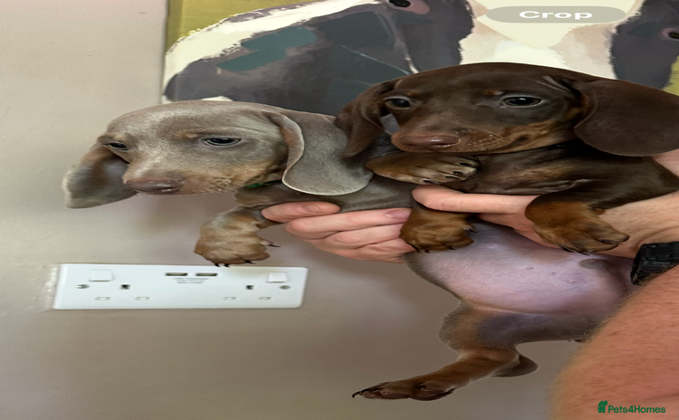 Dachshund dogs - Advert 4