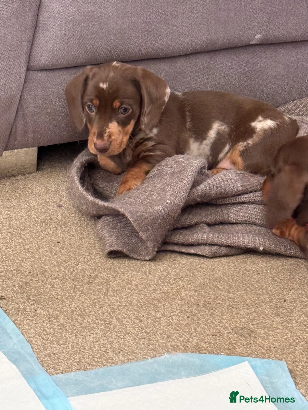 Miniature Dachshund dogs for sale: Gorgeous dapple mini dachshund female  - Advert 2