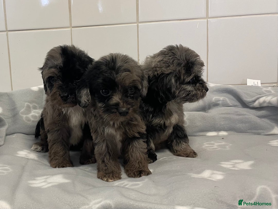 Cockapoo dogs for sale: Beautiful merle puppy’s available  - Image 9