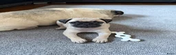 Pug dogs for sale: Male pug puppy  - Advert 3