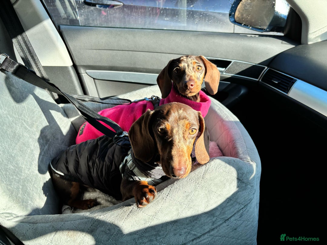 Miniature Dachshund dogs for sale: 💛 Loving Dapple Miniature Dachshund Pair 💛 - Image 8