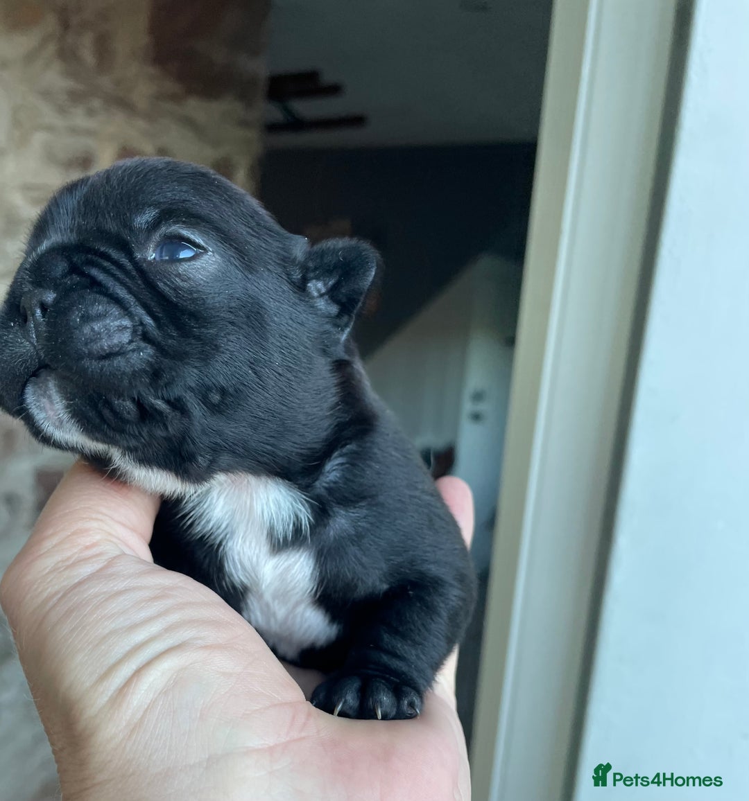 French Bulldog dogs for sale: KC Reg Frenchie Puppies - Image 14