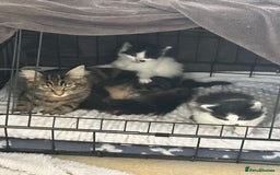 Mixed Breed cats for sale: Ragdoll x Maincoon x Manx - Image 9