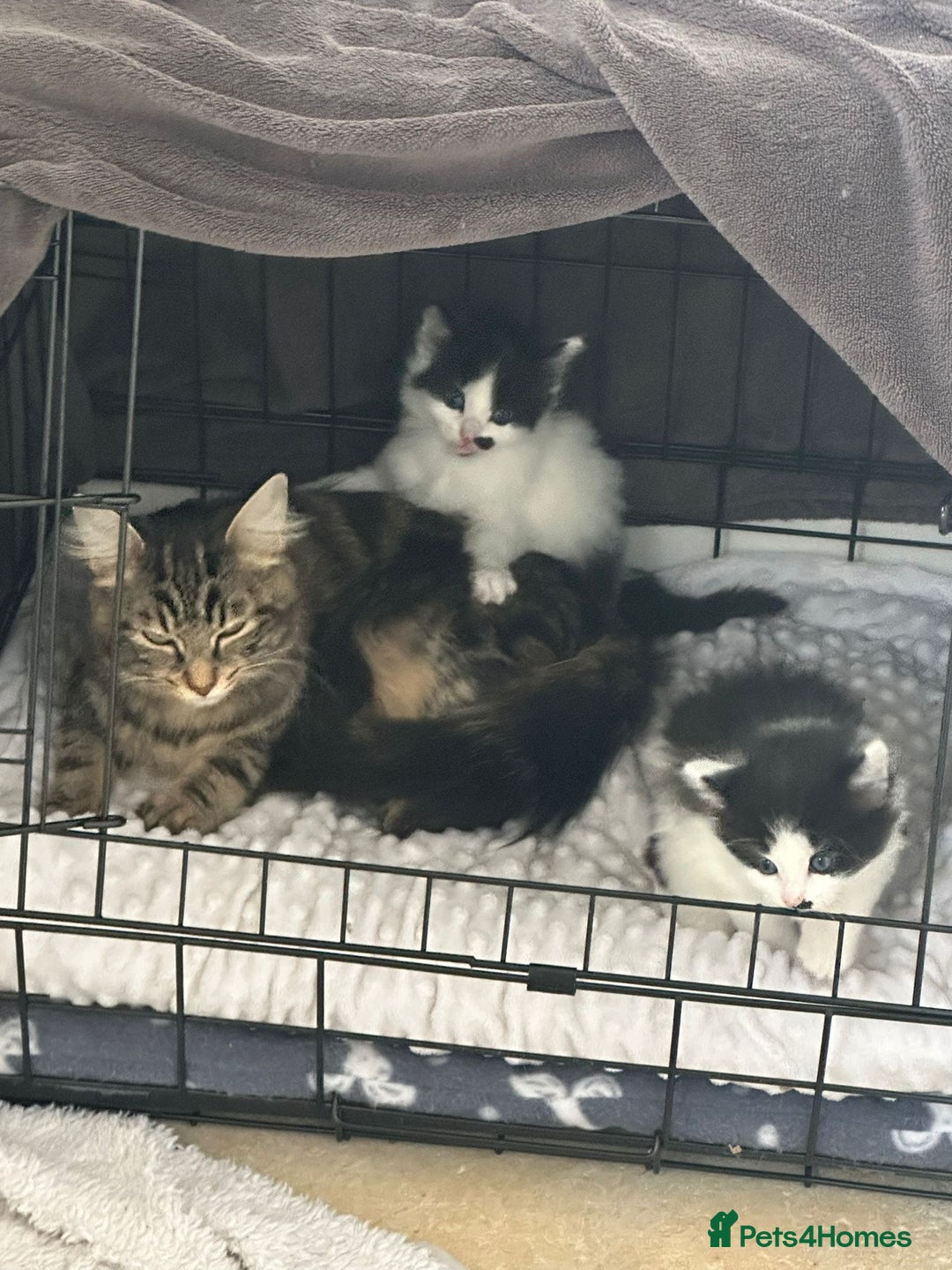 Mixed Breed cats for sale: Ragdoll x Maincoon x Manx - Image 9