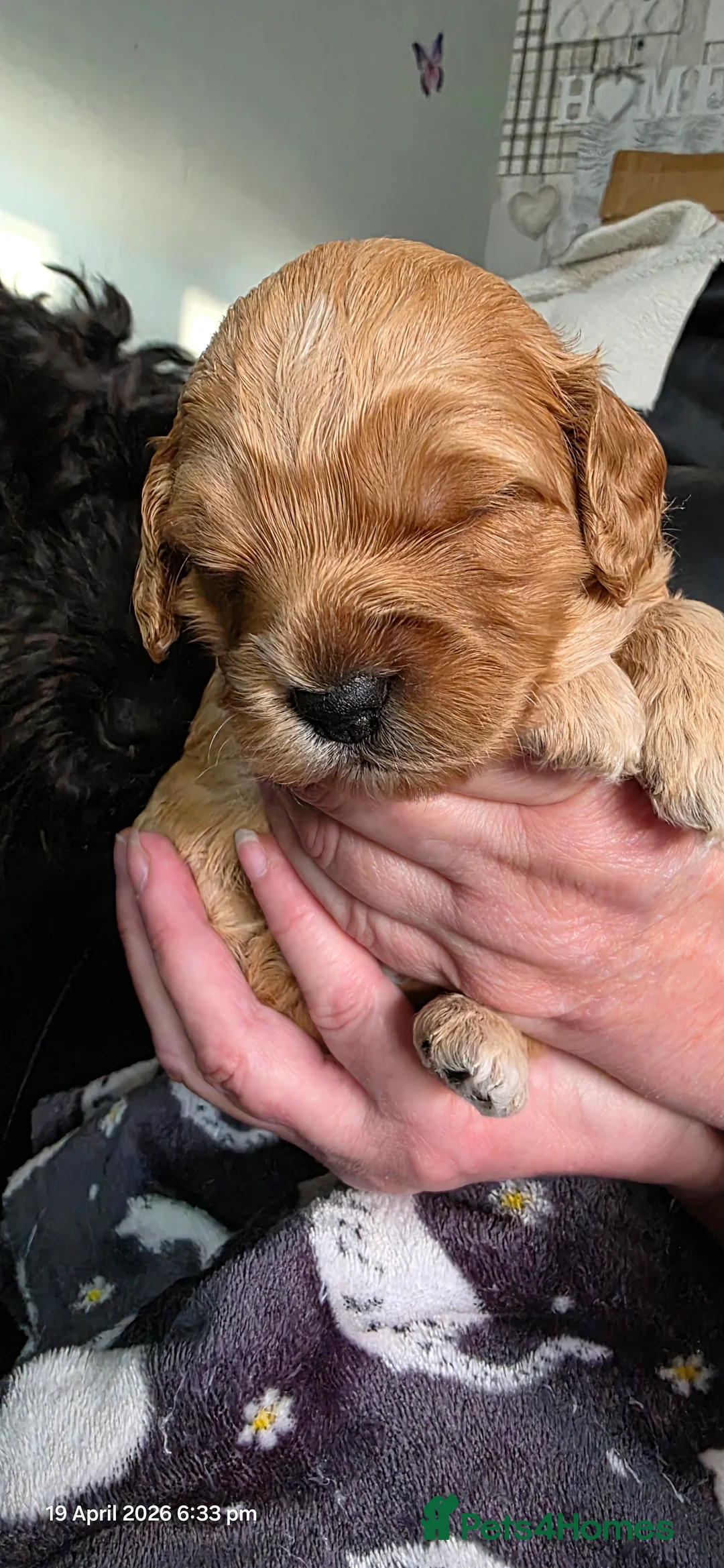Cockapoo dogs for sale: Adorable Merle & Tuxedo Cockapoo Puppies in Halifax - Advert 2