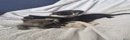 Mixed Breed cats for sale: 5 kittens ready for new home  - Advert 6