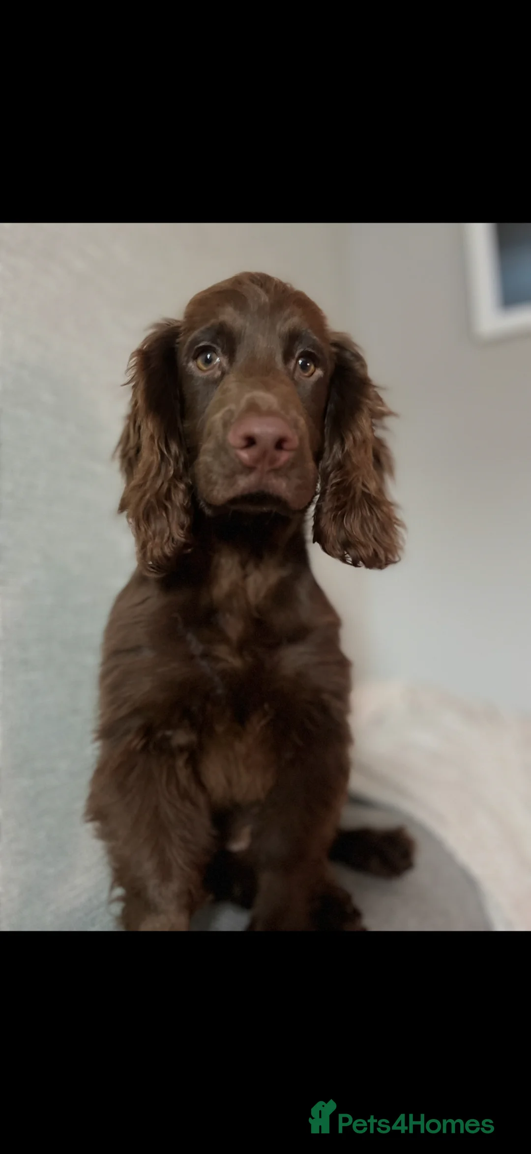 Cocker Spaniel dogs for stud: **KC registered cocker spaniel for stud** in Plymouth - Advert 2