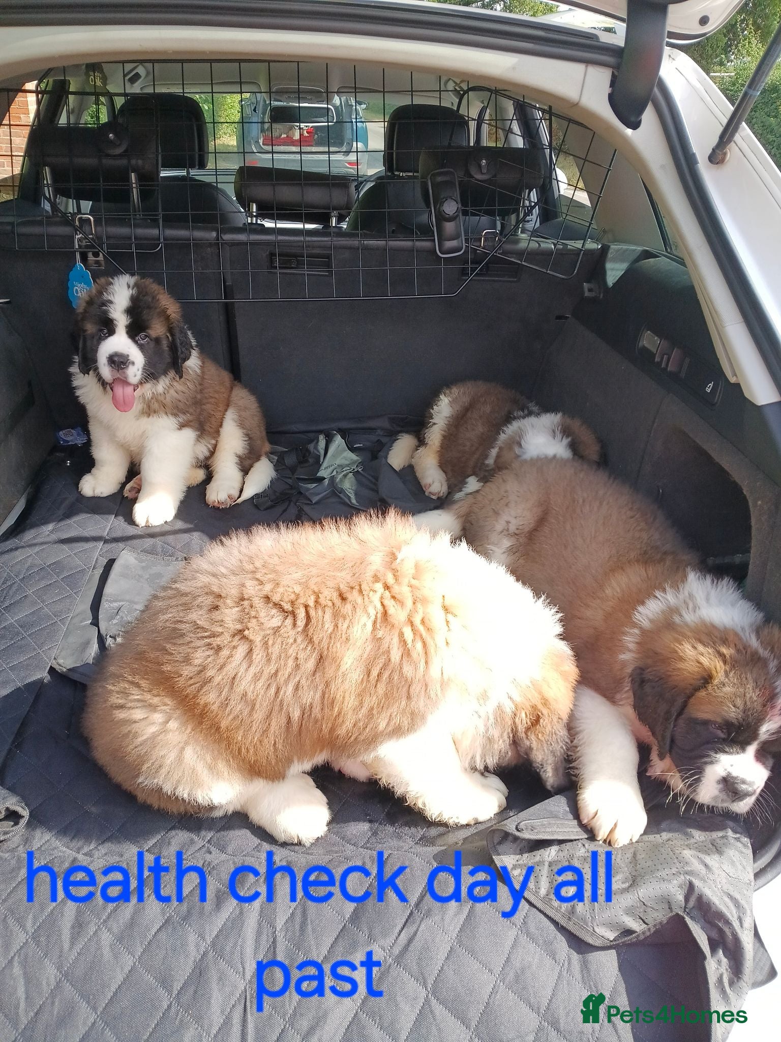 Saint Bernard dogs One long head boy and two long-haired girls - Advert 2