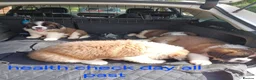 Saint Bernard dogs for sale: As of the 13th of August  just 2 girls available - Advert 9