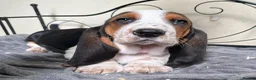 Basset Hound dogs for sale: KC Registered Basset Hound puppy for sale - Advert 7