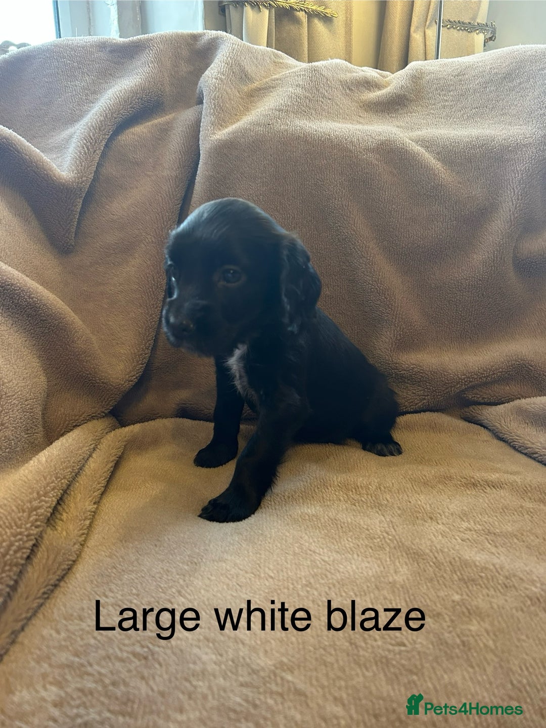 Cocker Spaniel dogs for sale: Cocker spaniel puppies - Image 3