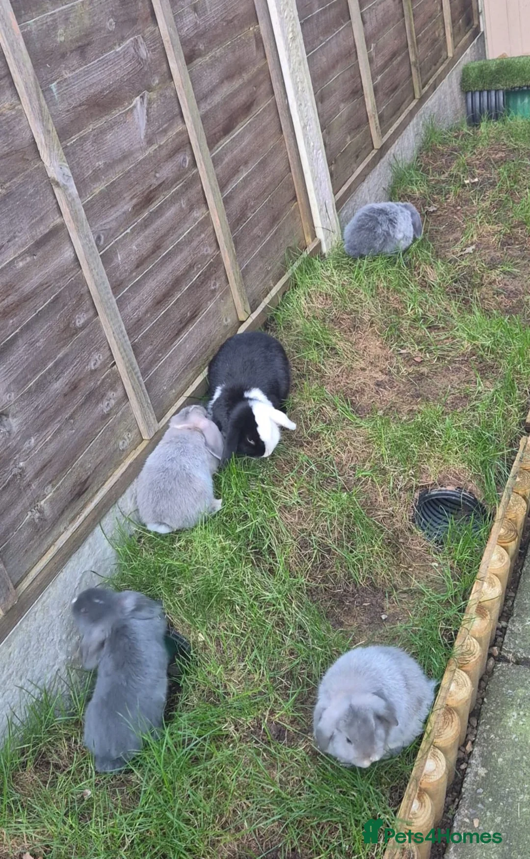 Mini Lop rabbits for sale: beautiful baby mini lops - Advert 2