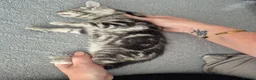 Mixed Breed cats for sale: Mixed bengal kittens - Advert 29