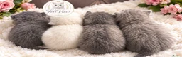 British Longhair cats for sale: 🐾 Beautiful Lilac Golden Longhair Kittens 🐾 - Advert 3