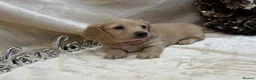 Miniature Dachshund dogs for sale: Stunning KC Long Haired Miniature Dachshund 🐶🐶 - Advert 38