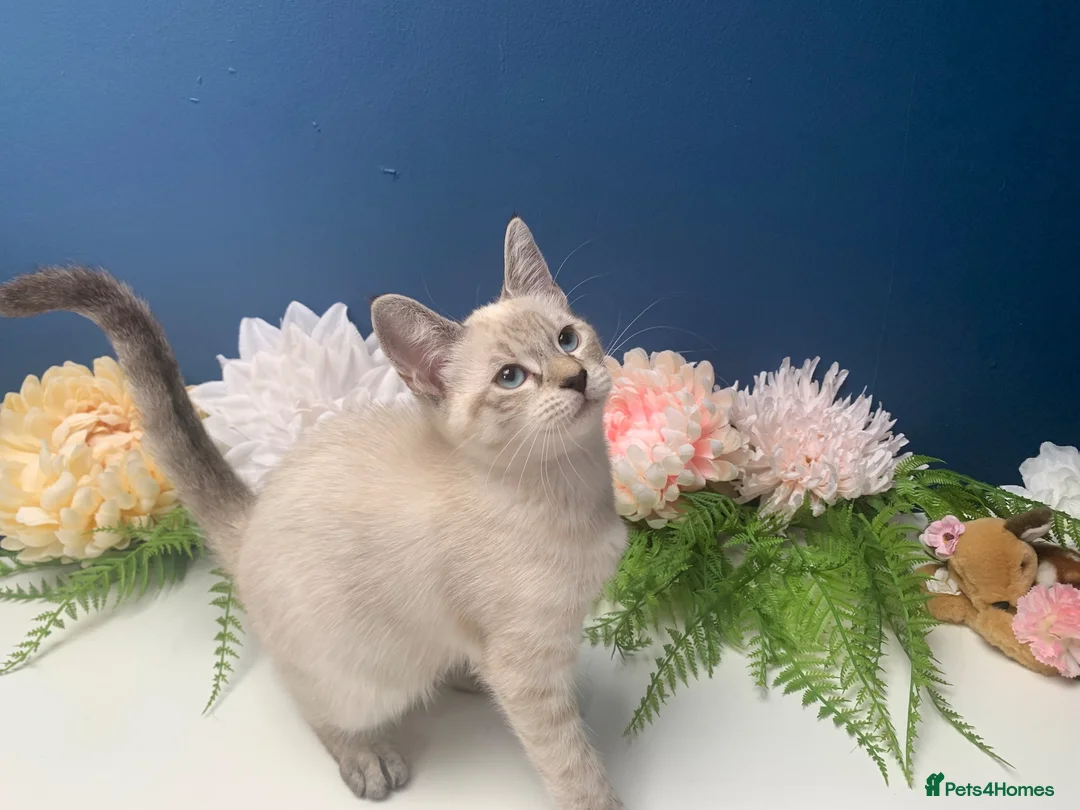Siberian cats for sale: BEAUTIFUL LYNX POINT X SIBERIAN BABIES  - Advert 13