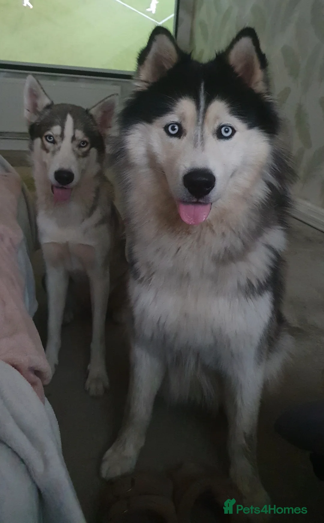 Siberian Husky dogs for sale: Husky puppies  - Advert 15