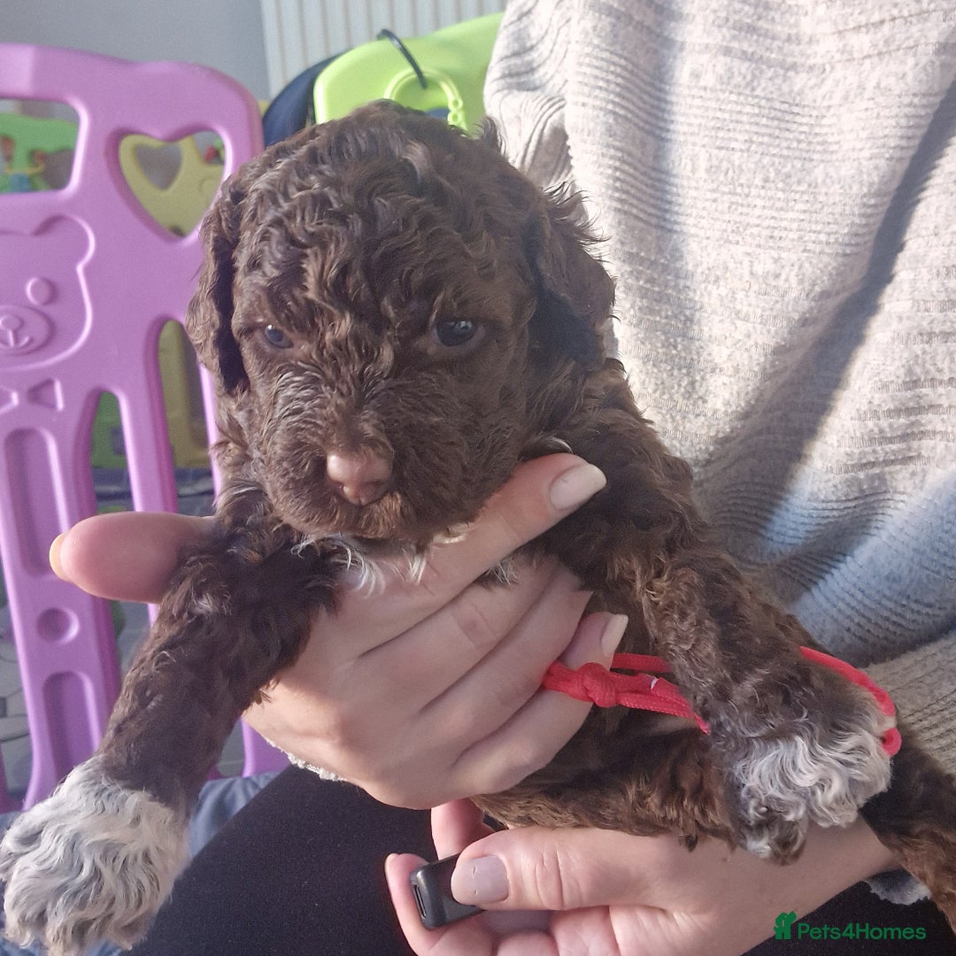 Lagotto Romagnolo dogs for sale: Lagotto Romagnolo, pure breed, KC reg litter - Image 37