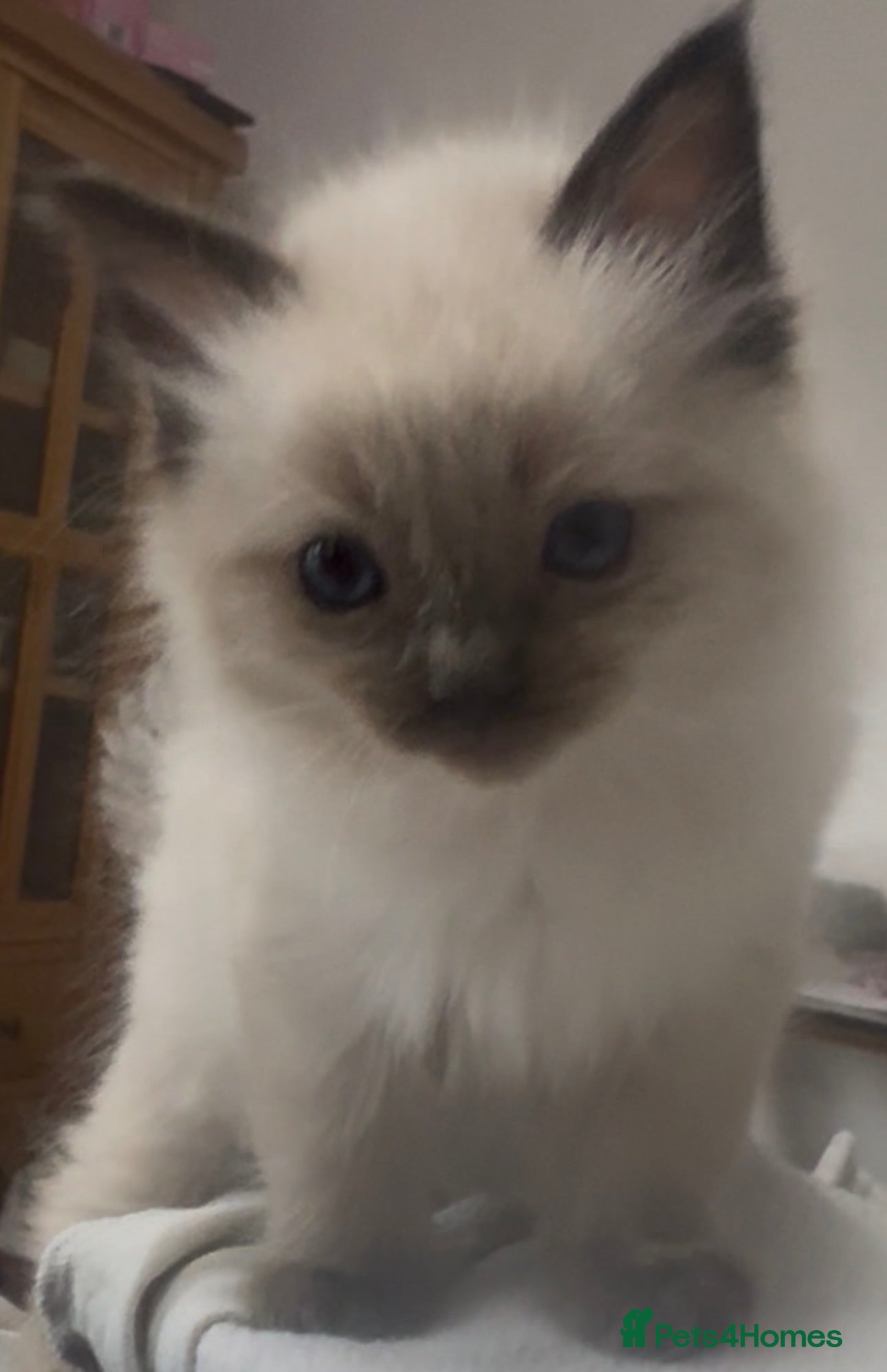 Ragdoll cats Beautiful GCCF champion ragdolls  - Advert 2