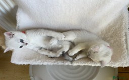 British Shorthair cats for sale: BSH Black Tipped GCCF Reg Kittens - Image 8