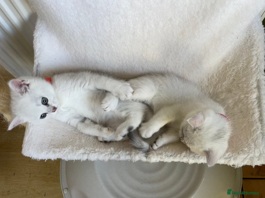 British Shorthair cats for sale: BSH Black Tipped GCCF Reg Kittens - Image 8