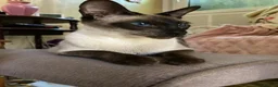 Siamese cats for sale: Siamese kittens - Advert 5