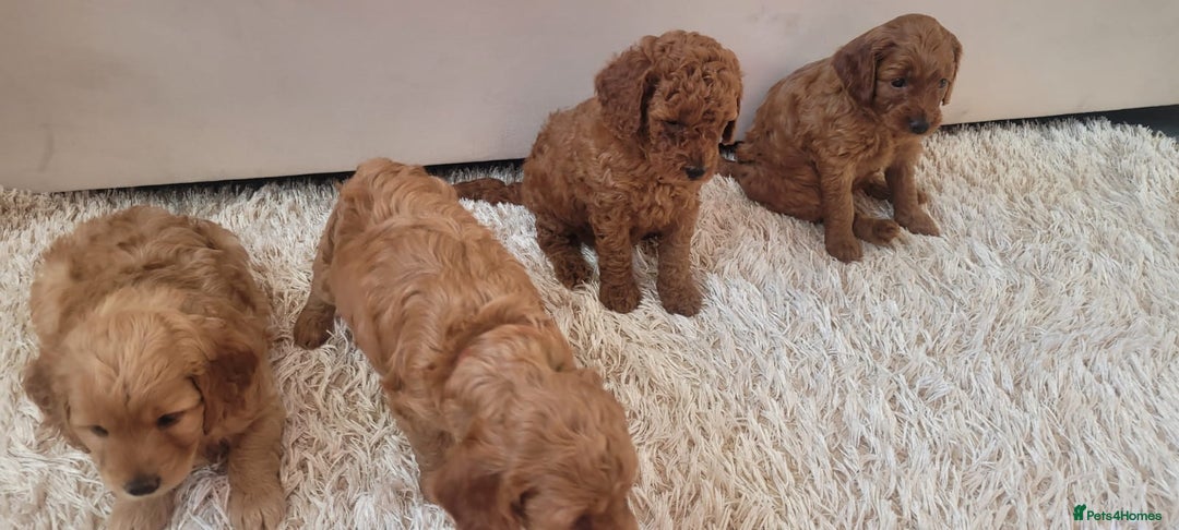 Cockapoo dogs for sale: 2nd generation cockapoo pups - Image 21