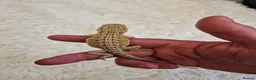 Bearded Dragon reptiles for sale: Bearded dragons - Advert 3