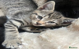 Domestic Shorthair cats for sale: 🐾 Kittens Looking for Loving Homes 🐾 - Image 12