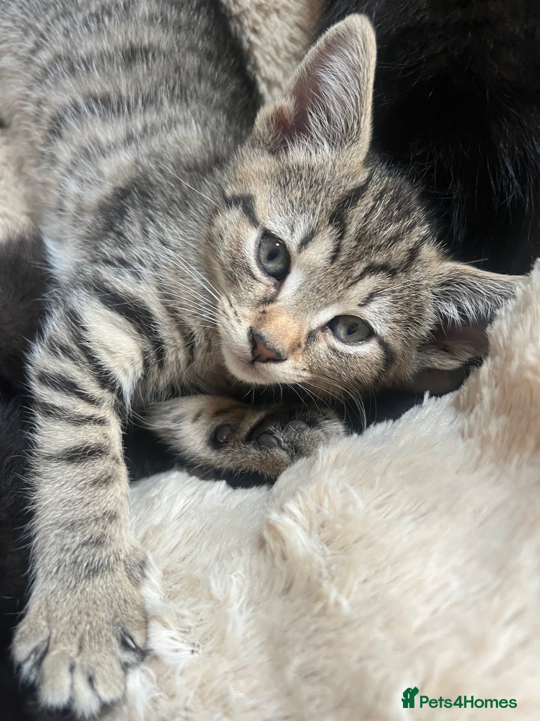 Domestic Shorthair cats for sale: 🐾 Kittens Looking for Loving Homes 🐾 - Image 12