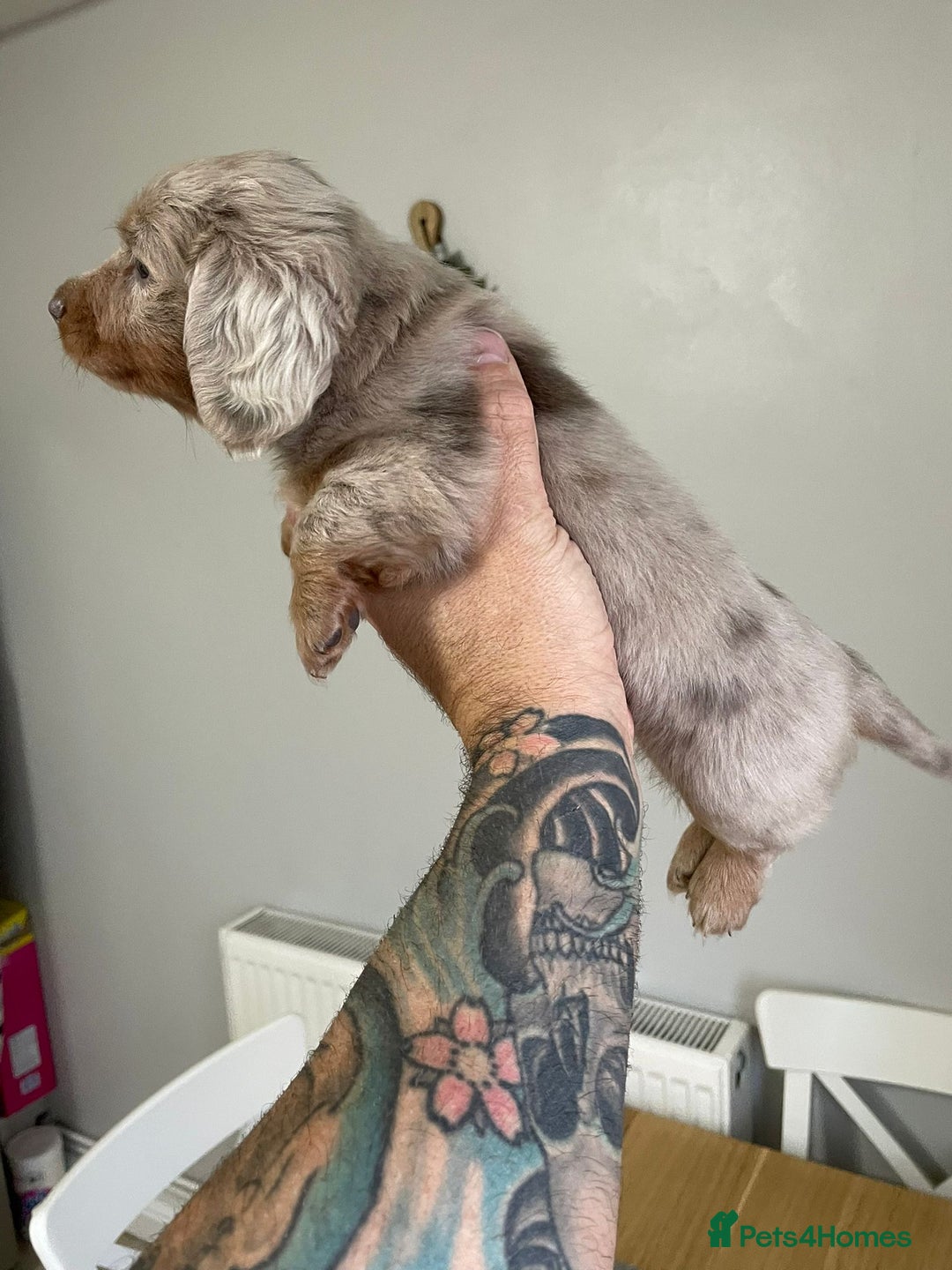 Miniature Dachshund dogs for sale: Long hair, Isabella and tan dapple / piebold  - Advert 9