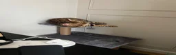 Bengal cats for sale: Bengal Cat For Sale - Advert 5