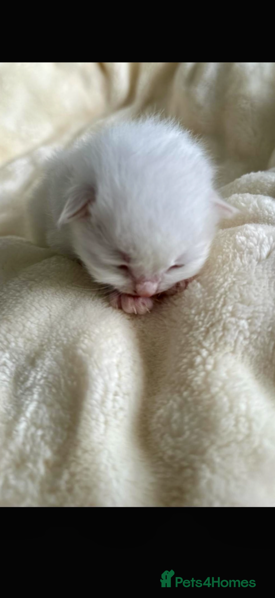 Ragdoll cats 🩷 WAITING LIST NOW OPEN 💜 - Advert 6