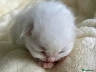 Ragdoll cats 🩷 WAITING LIST NOW OPEN 💜 - Advert 6