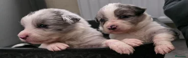 Border Collie 1