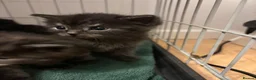 Mixed Breed cats for sale: Beautiful kittens  in Luton - Advert 7