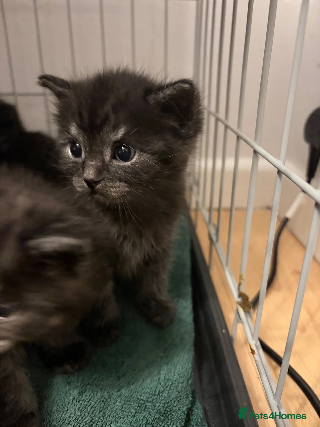 Mixed Breed cats for sale: Beautiful kittens  in Luton - Advert 7