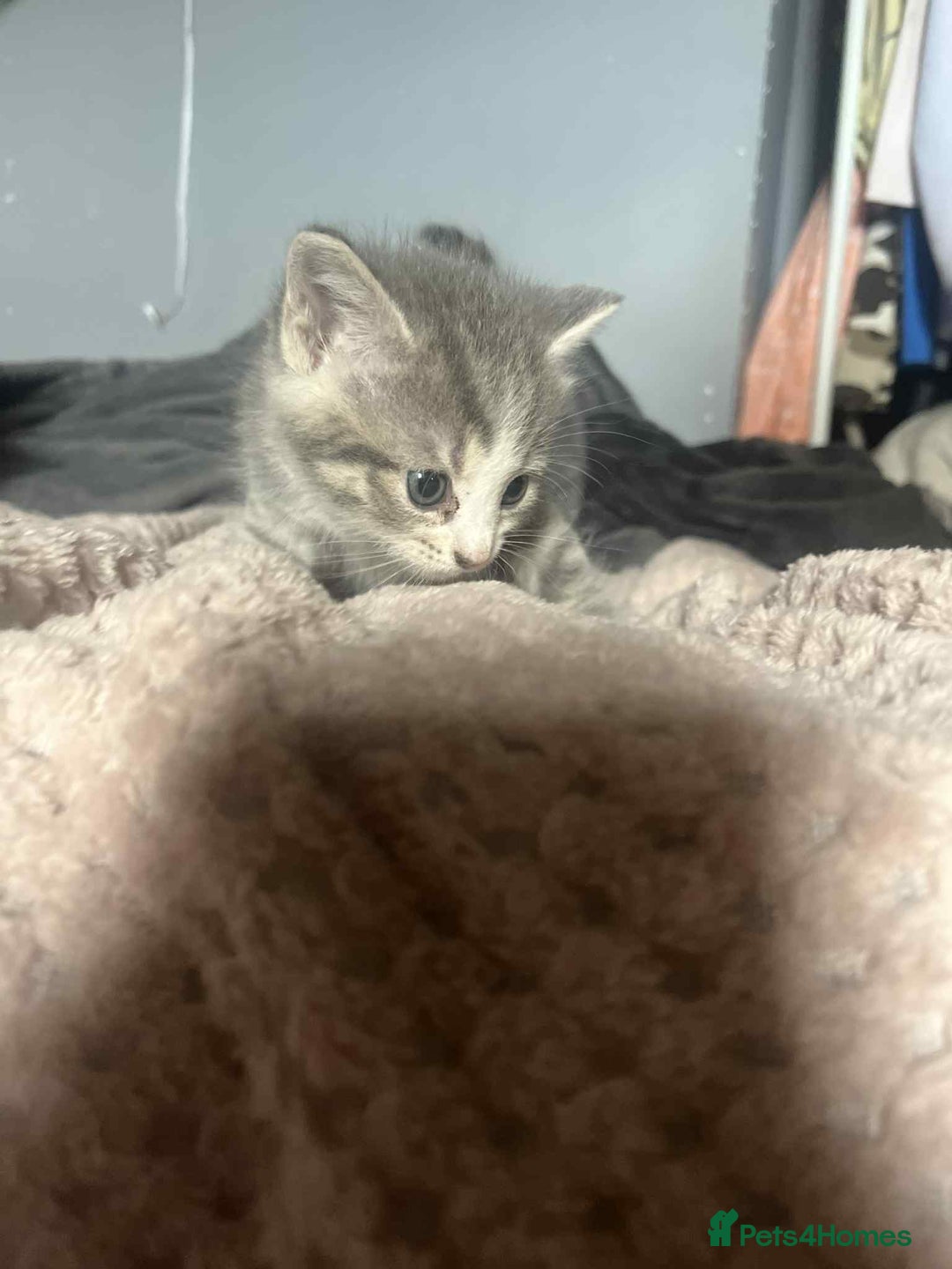 Mixed Breed cats for sale: Beautiful grey kittens - Image 16