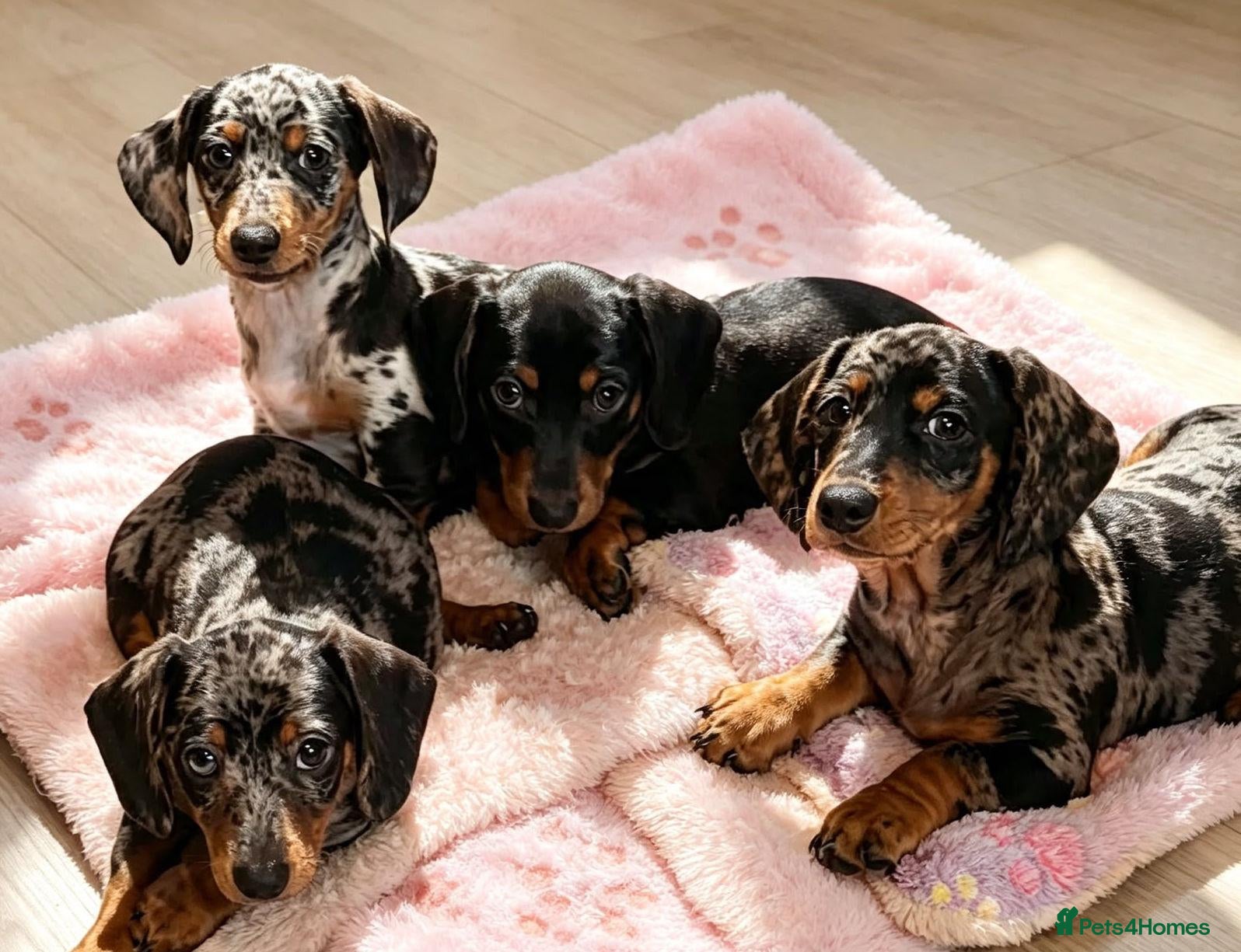 Miniature Dachshund dogs 😾  •• Miniature Dachshund Puppies  •• 🐺   - Advert 8