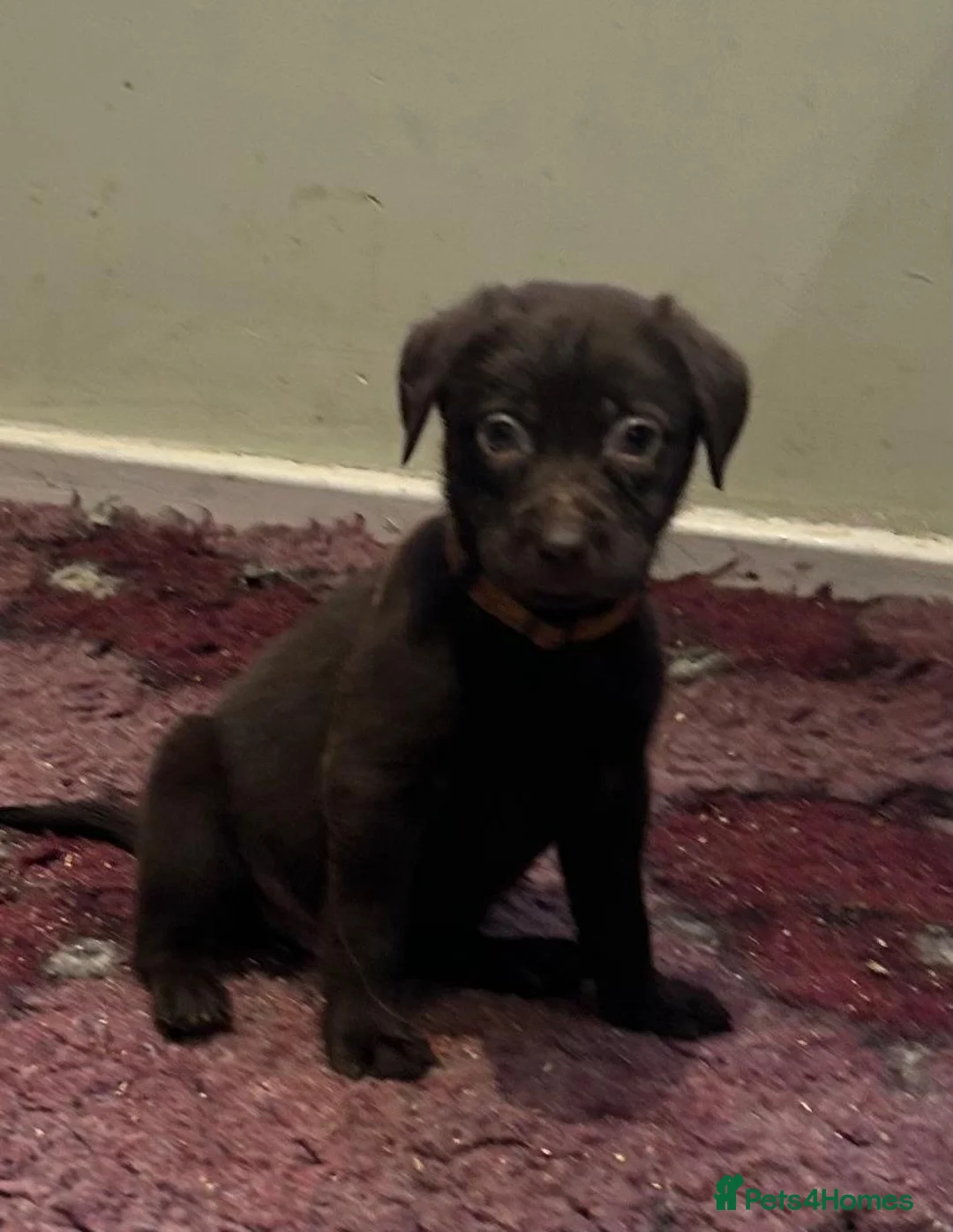 Labrador Retriever dogs for sale: Outstanding health tested Chocolate Labradors  - Advert 20