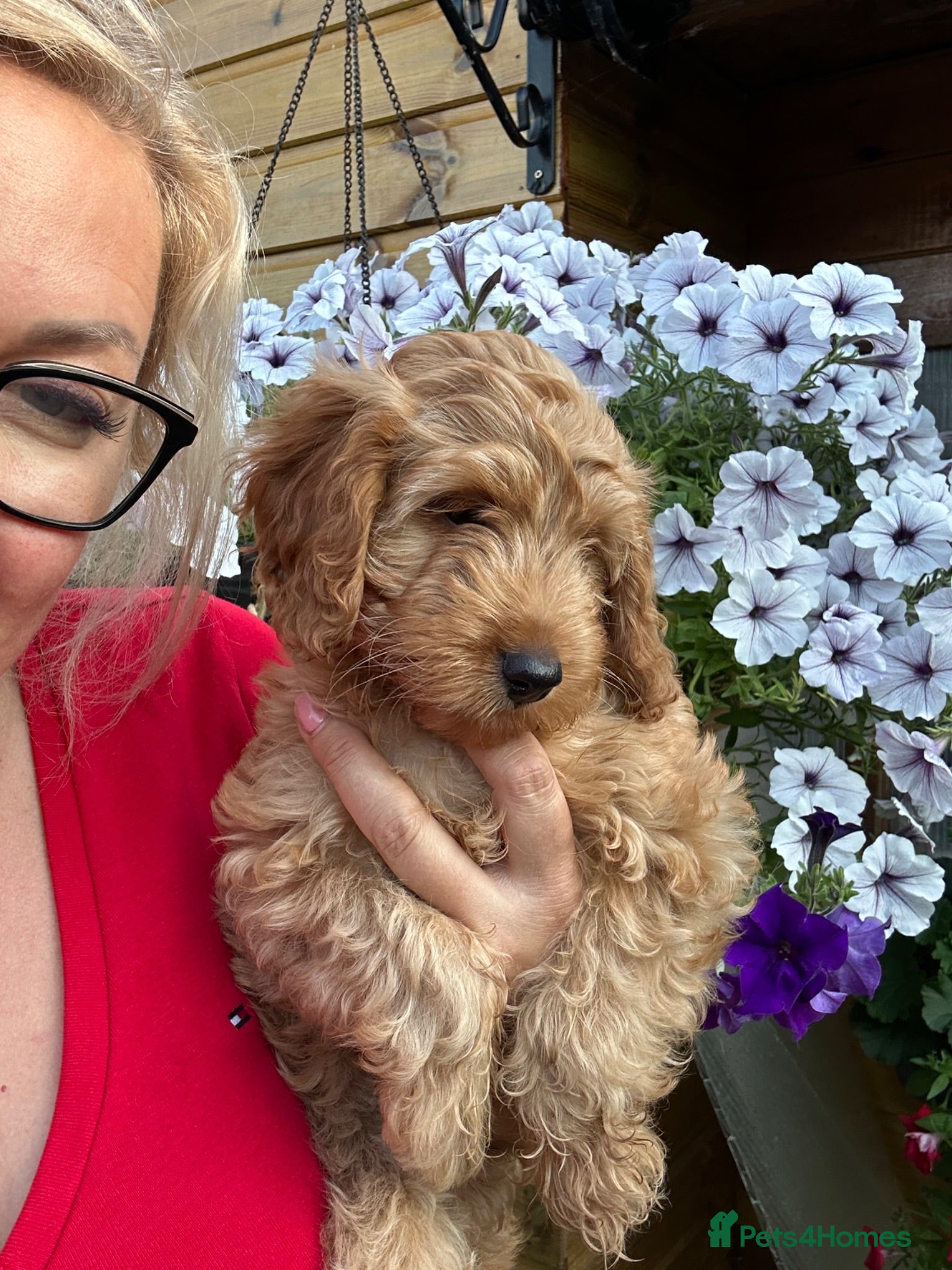 Cockapoo dogs Stunning F1 puppies Champions Bloodlines  - Advert 2