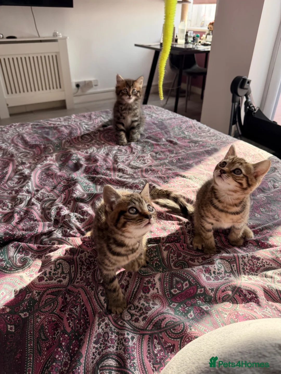 British Shorthair cats for sale: Adorable BSH BLH kittens ready to go. - Advert 2