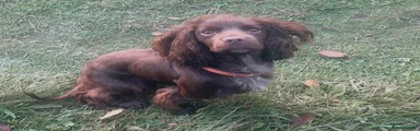 Chocolate cocker spaniel