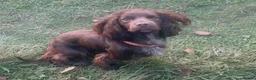 Cocker Spaniel dogs for sale: Cocker spaniel 5 years old  in Farnham - Advert 2