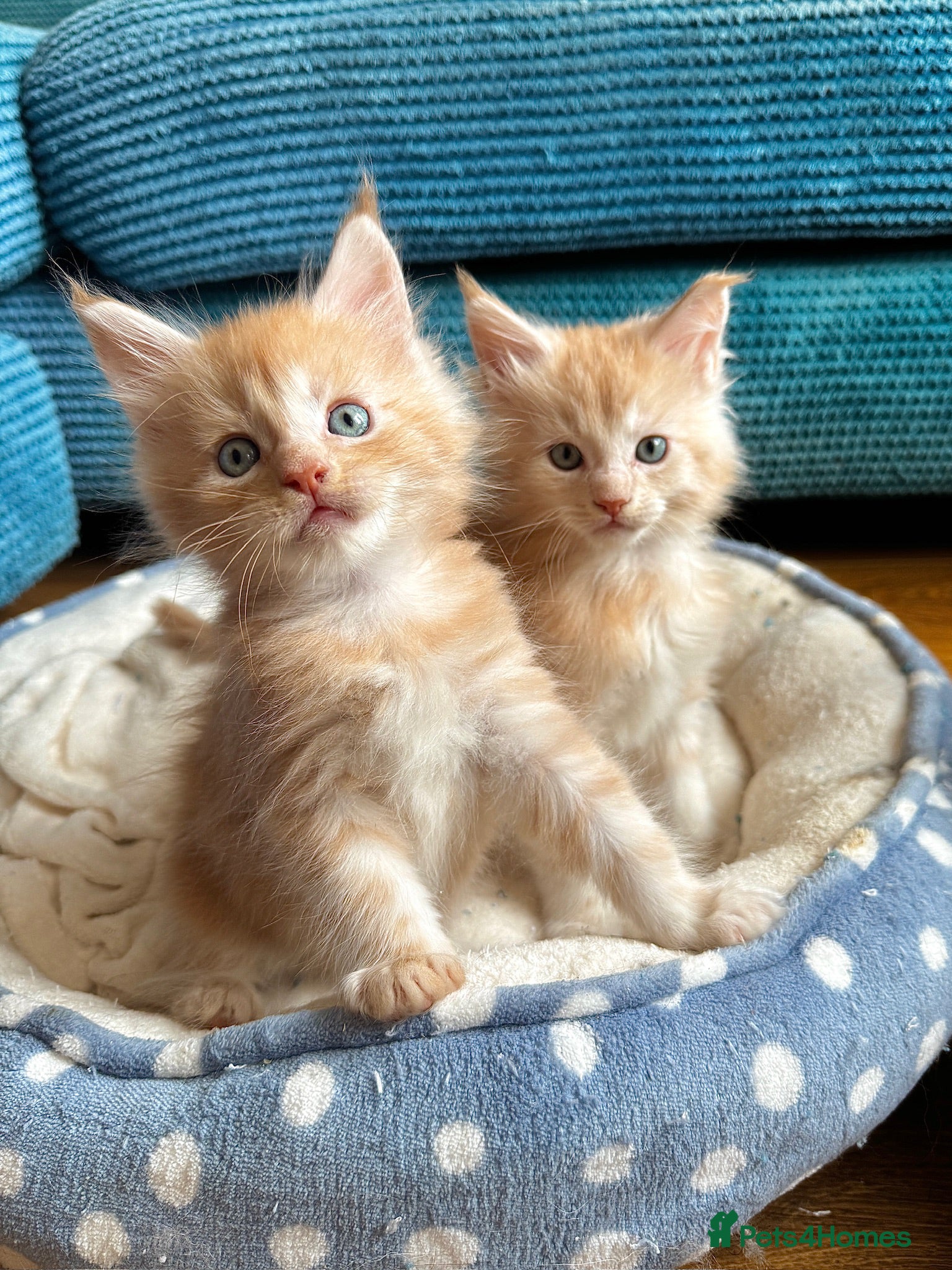 Maine Coon cats 🐾 GCCF Maine Coon Kittens 3 Chunky Boys Pedigree - Advert 1