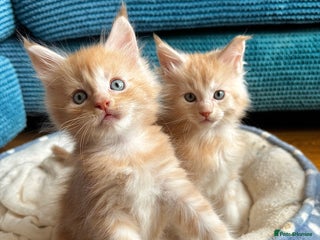 Maine Coon cats 🐾 GCCF Maine Coon Kittens 3 Chunky Boys Pedigree - Advert 8