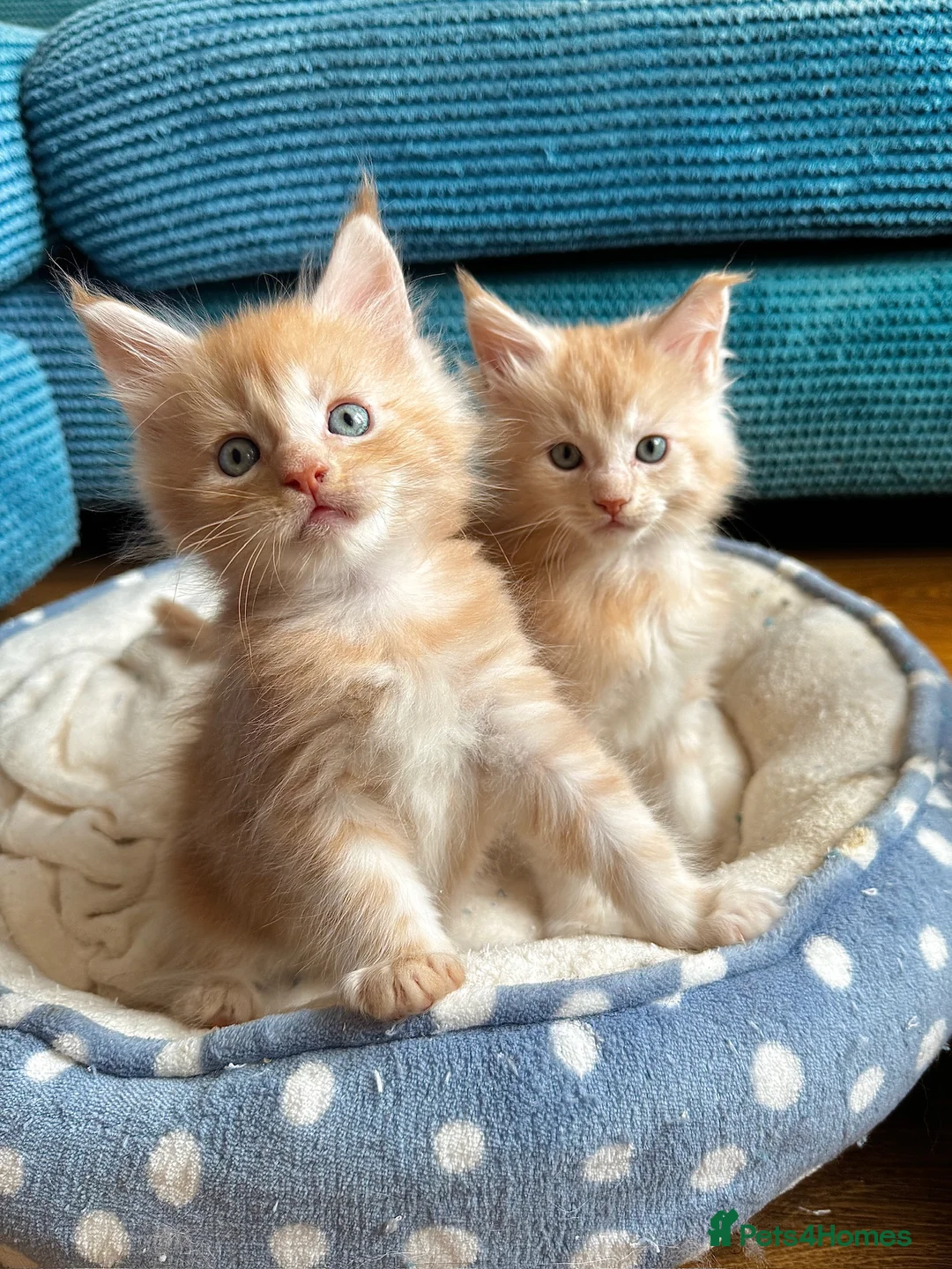 Maine Coon cats for sale: (All now reserved)GCCF Champion Maine Coon Kittens - Advert 2