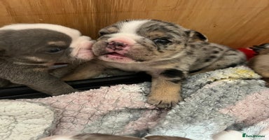English Bulldog dogs - Advert 6