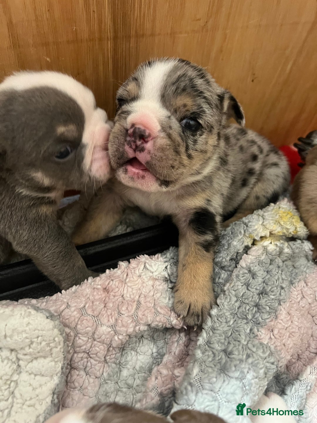 English Bulldog dogs for sale: Beautiful English bulldogs for sale 2 left - Image 3