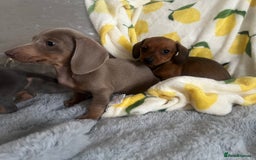 Dachshund dogs for sale: Outstanding dachshund puppies - Image 4